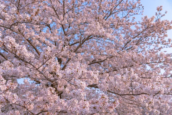 Flor Cerezo Temporada Primavera Japón Flores Cerezo Comenzará Florecer Alrededor — Foto de Stock