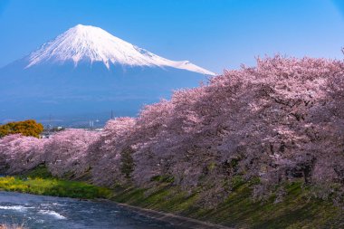 Fuji Dağı'nın (Mt. Fuji) ile Sakura kiraz çiçeği River sabah, Shizuoka, Japonya.