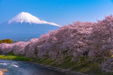 Fuji Dağı'nın (Mt. Fuji) ile Sakura kiraz çiçeği River sabah, Shizuoka, Japonya.