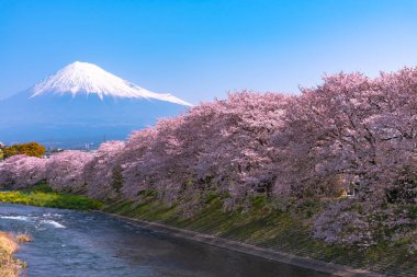 Fuji Dağı'nın (Mt. Fuji) ile Sakura kiraz çiçeği River sabah, Shizuoka, Japonya.