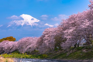 Fuji Dağı'nın (Mt. Fuji) ile Sakura kiraz çiçeği River sabah, Shizuoka, Japonya.