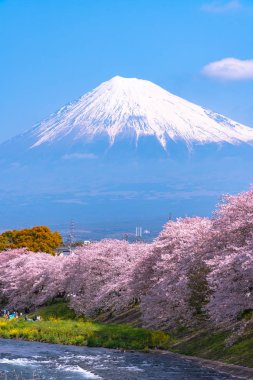 Fuji Dağı'nın (Mt. Fuji) ile Sakura kiraz çiçeği River sabah, Shizuoka, Japonya.