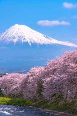 Fuji Dağı'nın (Mt. Fuji) ile Sakura kiraz çiçeği River sabah, Shizuoka, Japonya.
