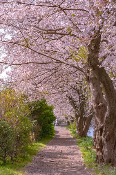 Cherry blossom petals on the floor create beautiful carpet of flowers at the end of the Sakura season in Japan.