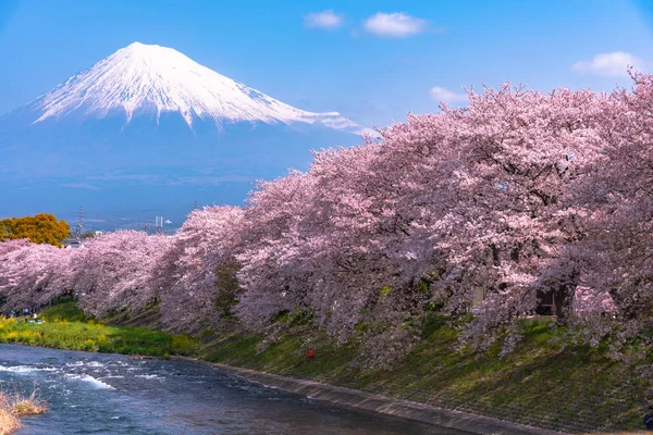 Mount Fuji Fuji Sakura Cherry Blossom Folyó Reggel Shizuoka Japán — Stock Fotó