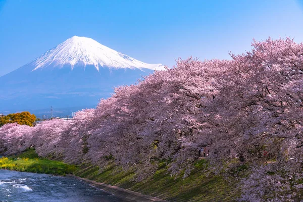 Mount Fuji Fuji Med Sakura Cherry Blossom Vid Floden Morgonen — Stockfoto