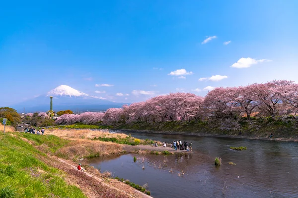静岡県の川で桜の花と富士山 富士山 — ストック写真