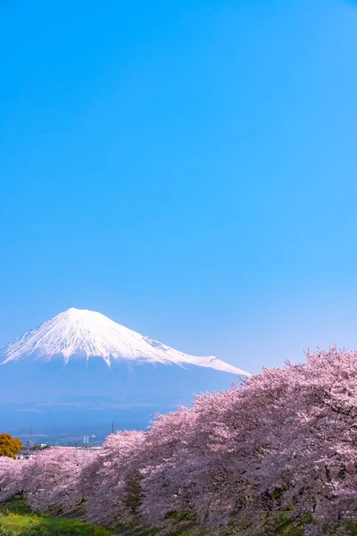 Monte Fuji Fuji Con Fiori Ciliegio Sakura Fiume Mattino Shizuoka — Foto Stock