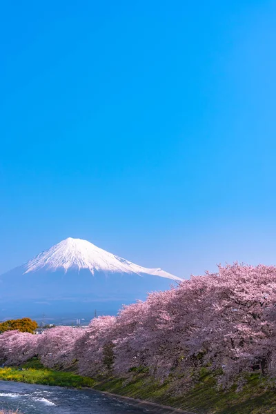 Monte Fuji Fuji Con Fiori Ciliegio Sakura Fiume Mattino Shizuoka — Foto Stock