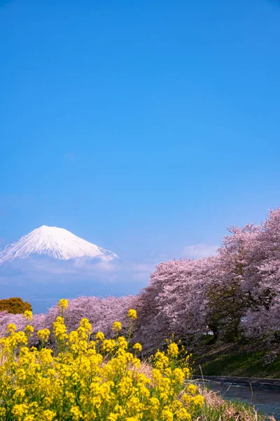 Monte Fuji Fuji Con Fiori Ciliegio Sakura Fiume Mattino Shizuoka — Foto Stock