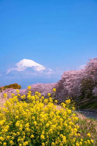 Mount Fuji Fuji Sakura Cherry Blossom River Morning Shizuoka Japan — Stock Photo, Image