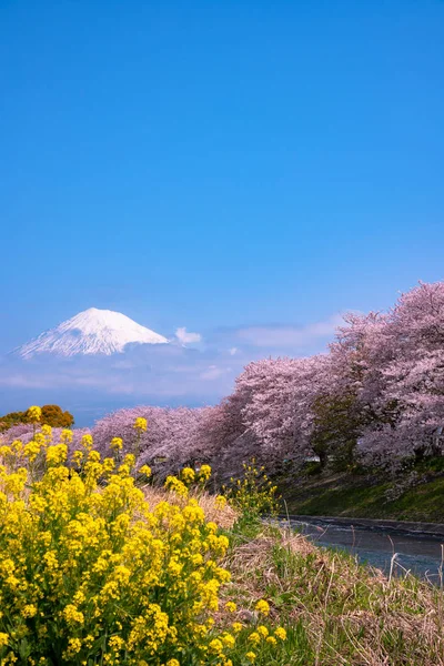 Mount Fuji Fuji Sakura Cherry Blossom River Morning Shizuoka Japan — Stock Photo, Image