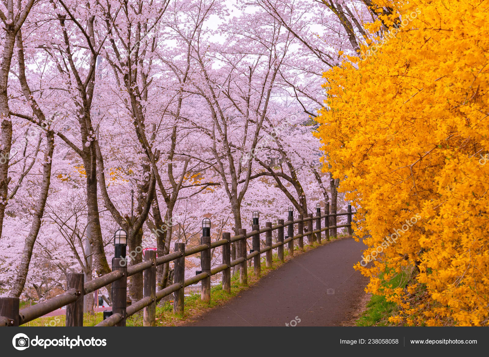 Get Forsythia Field Pathway Cherry Blossom Tree Background Funaoka Castle Ruin Stock Photo C Shawn Ccf 238058058 For Free Wallpaper Forsythia Field Pathway Cherry Blossom Tree Background Funaoka Castle Ruin Stock Photo C Shawn Ccf 238058058 Free