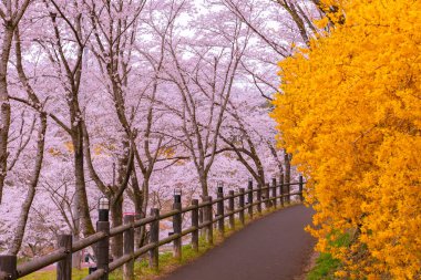 Hor çiçeği alan yolu ile Cherry Blossom ağaç arka planda Funaoka Castle harabe Park, Miyagi İli, Japonya