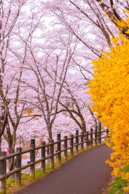 Hor çiçeği alan yolu ile Cherry Blossom ağaç arka planda Funaoka Castle harabe Park, Miyagi İli, Japonya