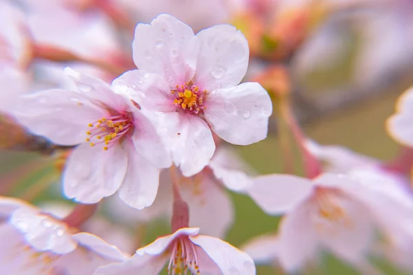 Linda Flor Cerejeira Sakura Plena Floração Com Fundo Verde Primavera — Fotografia de Stock