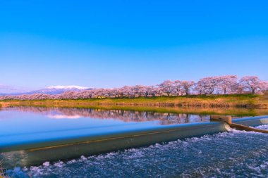 Shiroishigawa-tsutsumi Hitome Senbonzakura görüntüleme, Niragamizeki Weir noktalar. İrtifa Mt.Zao Funaoka Castle Park, Miyagi, Japonya Shiroishi Nehri boyunca arka planda ile kiraz çiçeği