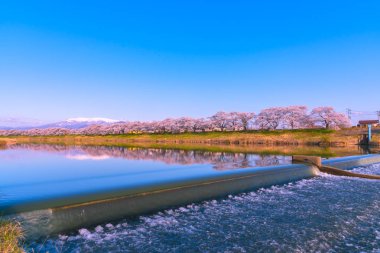 Shiroishigawa-tsutsumi Hitome Senbonzakura görüntüleme, Niragamizeki Weir noktalar. İrtifa Mt.Zao Funaoka Castle Park, Miyagi, Japonya Shiroishi Nehri boyunca arka planda ile kiraz çiçeği