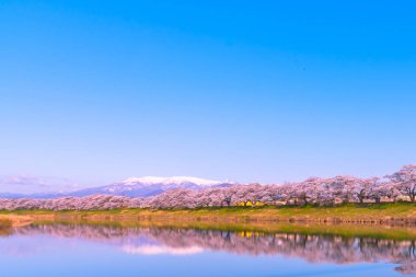 Shiroishigawa-tsutsumi Hitome Senbonzakura, Funaoka Kalesi harabe Park, Sendai, Miyagi İli, Shiroishi Nehri boyunca arka planda Zao dağ karla kaplı kiraz çiçekleri Japonya