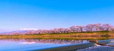 Shiroishigawa-tsutsumi Hitome Senbonzakura görüntüleme, Niragamizeki Weir noktalar. İrtifa Mt.Zao Funaoka Castle Park, Miyagi, Japonya Shiroishi Nehri boyunca arka planda ile kiraz çiçeği