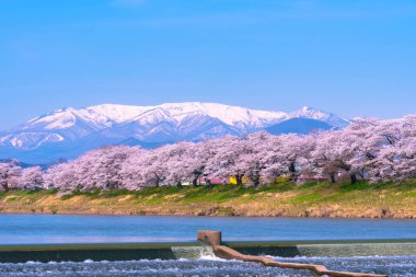 Shiroishigawa-tsutsumi Hitome Senbonzakura görüntüleme, Niragamizeki Weir noktalar. İrtifa Mt.Zao Funaoka Castle Park, Miyagi, Japonya Shiroishi Nehri boyunca arka planda ile kiraz çiçeği