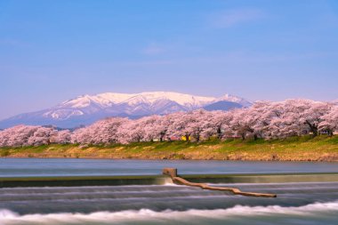 Shiroishigawa-tsutsumi Hitome Senbonzakura görüntüleme, Niragamizeki Weir noktalar. İrtifa Mt.Zao Funaoka Castle Park, Miyagi, Japonya Shiroishi Nehri boyunca arka planda ile kiraz çiçeği