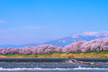 Shiroishigawa-tsutsumi Hitome Senbonzakura görüntüleme, Niragamizeki Weir noktalar. İrtifa Mt.Zao Funaoka Castle Park, Miyagi, Japonya Shiroishi Nehri boyunca arka planda ile kiraz çiçeği