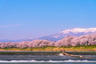 Shiroishigawa-tsutsumi Hitome Senbonzakura görüntüleme, Niragamizeki Weir noktalar. İrtifa Mt.Zao Funaoka Castle Park, Miyagi, Japonya Shiroishi Nehri boyunca arka planda ile kiraz çiçeği