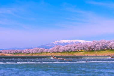 Shiroishigawa-tsutsumi Hitome Senbonzakura görüntüleme, Niragamizeki Weir noktalar. İrtifa Mt.Zao Funaoka Castle Park, Miyagi, Japonya Shiroishi Nehri boyunca arka planda ile kiraz çiçeği