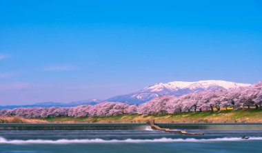 Shiroishigawa-tsutsumi Hitome Senbonzakura görüntüleme, Niragamizeki Weir noktalar. İrtifa Mt.Zao Funaoka Castle Park, Miyagi, Japonya Shiroishi Nehri boyunca arka planda ile kiraz çiçeği