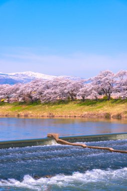 Shiroishigawa-tsutsumi Hitome Senbonzakura görüntüleme, Niragamizeki Weir noktalar. İrtifa Mt.Zao Funaoka Castle Park, Miyagi, Japonya Shiroishi Nehri boyunca arka planda ile kiraz çiçeği