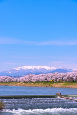 Shiroishigawa-tsutsumi Hitome Senbonzakura görüntüleme, Niragamizeki Weir noktalar. İrtifa Mt.Zao Funaoka Castle Park, Miyagi, Japonya Shiroishi Nehri boyunca arka planda ile kiraz çiçeği