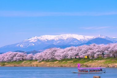 Turist teknesi olan..... Funaoka Castle Park, Miyagi, Japonya Shiroishi Nehri boyunca arka planda irtifa Mt. Zao ile kiraz çiçeği. Metin tekne bayrağı 