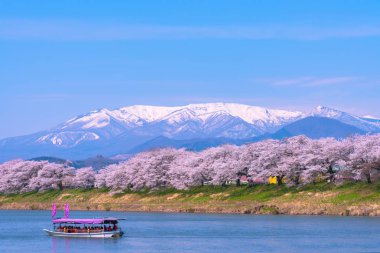 Turist teknesi olan..... Funaoka Castle Park, Miyagi, Japonya Shiroishi Nehri boyunca arka planda irtifa Mt. Zao ile kiraz çiçeği. Metin tekne bayrağı 