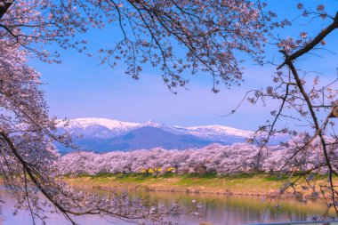 Shiroishigawa-tsutsumi Hitome Senbonzakura, Funaoka Kalesi harabe Park, Sendai, Miyagi İli, Shiroishi Nehri boyunca arka planda Zao dağ karla kaplı kiraz çiçekleri Japonya