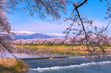 Shiroishigawa-tsutsumi Hitome Senbonzakura görüntüleme, Niragamizeki Weir noktalar. İrtifa Mt.Zao Funaoka Castle Park, Miyagi, Japonya Shiroishi Nehri boyunca arka planda ile kiraz çiçeği