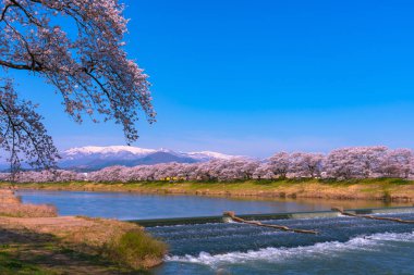 Shiroishigawa-tsutsumi Hitome Senbonzakura görüntüleme, Niragamizeki Weir noktalar. İrtifa Mt.Zao Funaoka Castle Park, Miyagi, Japonya Shiroishi Nehri boyunca arka planda ile kiraz çiçeği