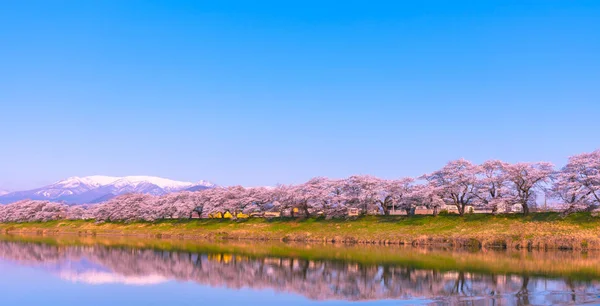 Shiroishigawa Tsutsumi Hitome Senbonzakura Viewing Spots Niragamizeki Weir Cherry Blossom — Stock Photo, Image