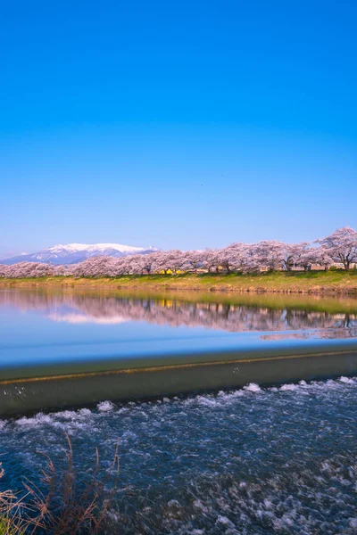 白石川 Himome Senbonzakura 在观景台 Niragamizeki Weir 日本宫城县船冈城公园石石河畔的樱花覆盖着雪的造山 — 图库照片