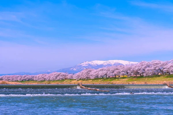 Shiroishigawa-tsutsumi Hitome Senbonzakura görüntüleme, Niragamizeki Weir noktalar. İrtifa Mt.Zao Funaoka Castle Park, Miyagi, Japonya Shiroishi Nehri boyunca arka planda ile kiraz çiçeği