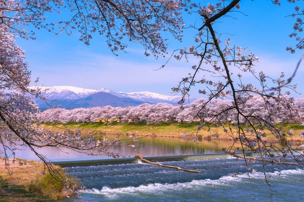 Shiroishigawa-tsutsumi Hitome Senbonzakura görüntüleme, Niragamizeki Weir noktalar. İrtifa Mt.Zao Funaoka Castle Park, Miyagi, Japonya Shiroishi Nehri boyunca arka planda ile kiraz çiçeği