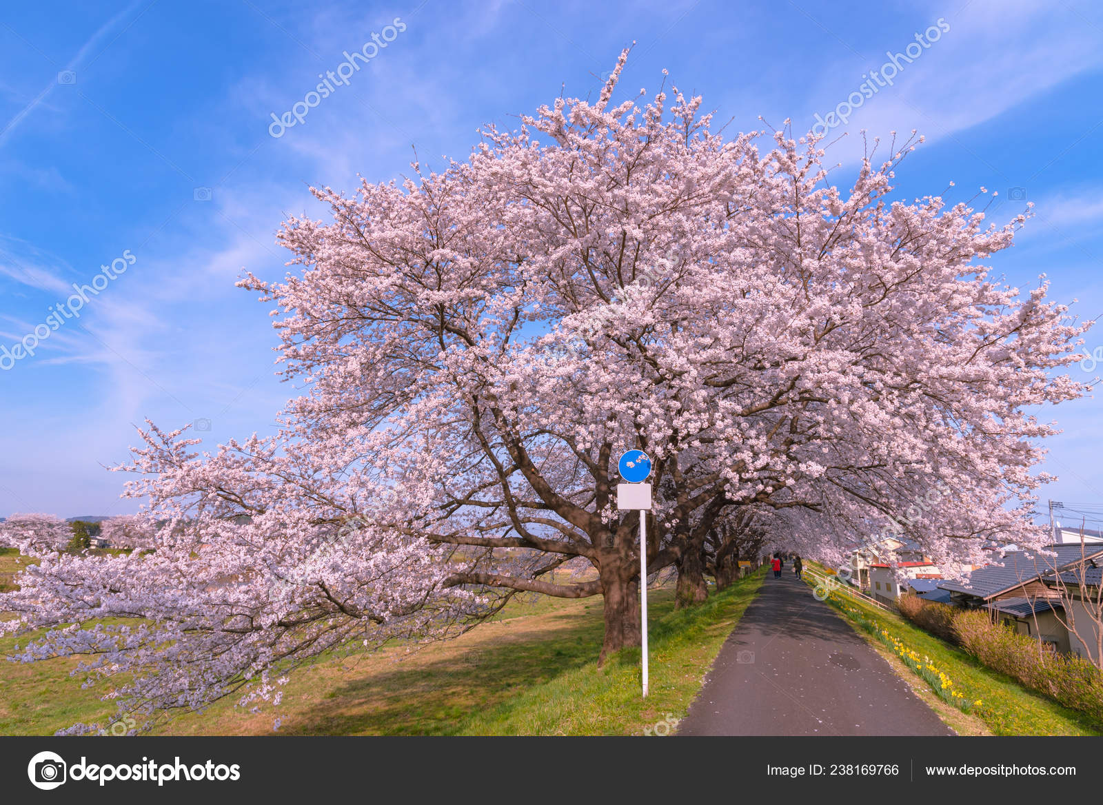 Download Narcissus Field Pathway Cherry Blossom Tree Background Shiroishi River Banks Stock Photo C Shawn Ccf 238169766 HD Wallpaper Narcissus Field Pathway Cherry Blossom Tree Background Shiroishi River Banks Stock Photo C Shawn Ccf 238169766 For Android Free