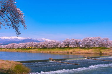 Shiroishigawa-tsutsumi Hitome Senbonzakura görüntüleme, Niragamizeki Weir noktalar. İrtifa Mt.Zao Funaoka Castle Park, Miyagi, Japonya Shiroishi Nehri boyunca arka planda ile kiraz çiçeği