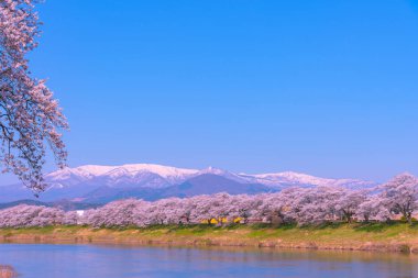Shiroishigawa-tsutsumi Hitome Senbonzakura, Funaoka Kalesi harabe Park, Sendai, Miyagi İli, Shiroishi Nehri boyunca arka planda Zao dağ karla kaplı kiraz çiçekleri Japonya