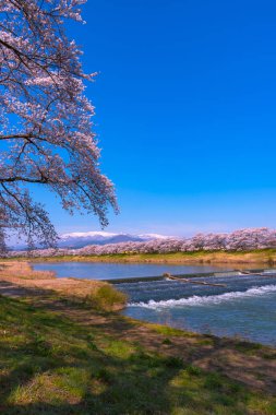 Shiroishigawa-tsutsumi Hitome Senbonzakura görüntüleme, Niragamizeki Weir noktalar. İrtifa Mt.Zao Funaoka Castle Park, Miyagi, Japonya Shiroishi Nehri boyunca arka planda ile kiraz çiçeği