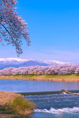 Shiroishigawa-tsutsumi Hitome Senbonzakura görüntüleme, Niragamizeki Weir noktalar. İrtifa Mt.Zao Funaoka Castle Park, Miyagi, Japonya Shiroishi Nehri boyunca arka planda ile kiraz çiçeği