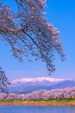Shiroishigawa-tsutsumi Hitome Senbonzakura, Funaoka Kalesi harabe Park, Sendai, Miyagi İli, Shiroishi Nehri boyunca arka planda Zao dağ karla kaplı kiraz çiçekleri Japonya