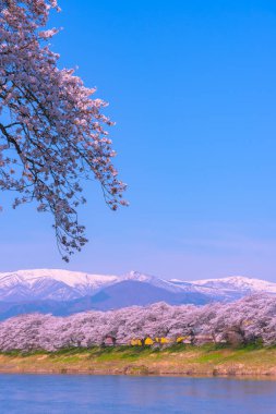 Shiroishigawa-tsutsumi Hitome Senbonzakura, Cherry blossoms with snow-covered Zao Mountain in background along the bank of Shiroishi river in Funaoka Castle Ruin Park, Sendai, Miyagi prefecture, Japan clipart