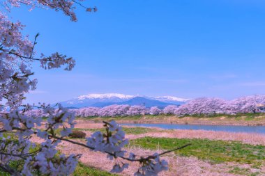 Shiroishigawa-tsutsumi Hitome Senbonzakura, Funaoka Kalesi harabe Park, Sendai, Miyagi İli, Shiroishi Nehri boyunca arka planda Zao dağ karla kaplı kiraz çiçekleri Japonya