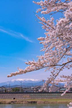 Shiroishigawa-tsutsumi Hitome Senbonzakura, Funaoka Kalesi harabe Park, Sendai, Miyagi İli, Shiroishi Nehri boyunca arka planda Zao dağ karla kaplı kiraz çiçekleri Japonya